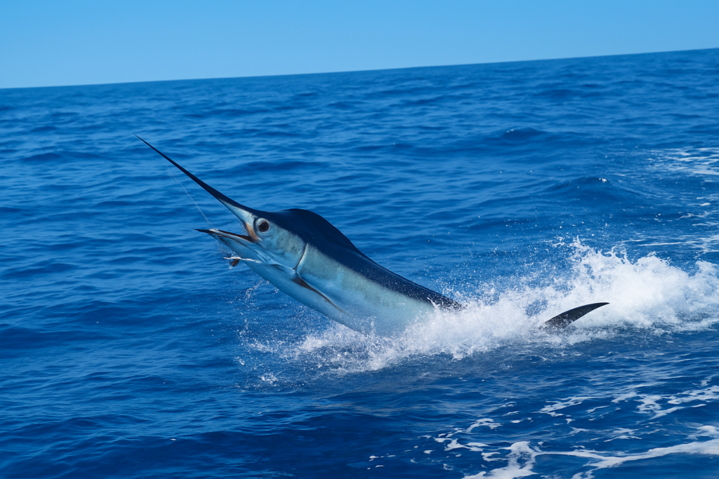 Marlin cape verde 2